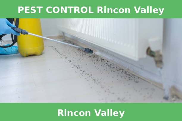 PEST CONTROL Rincon Valley